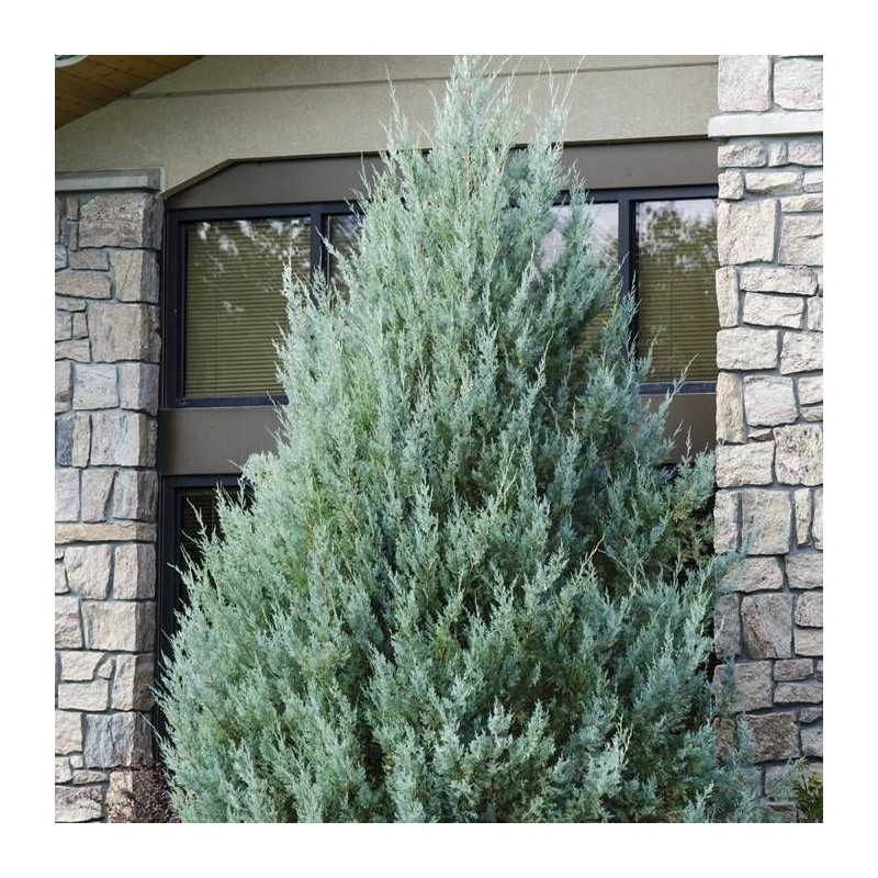 Klinškalnu kadiķis ,,Moonglow,, /Juniperus scopulorum/ - C2 kont. 45-60 cm.