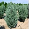 Klinškalnu kadiķis ,,Moonglow,, /Juniperus scopulorum/ - C2 kont. 45-60 cm.