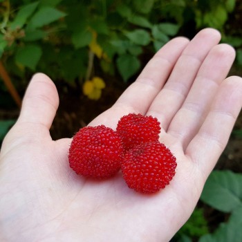 Zemeņavene /rubus illecebrosus/ - C1,5 kont.