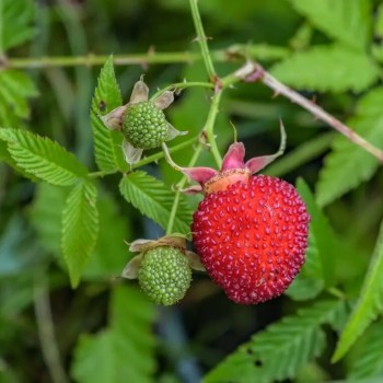 Zemeņavene /rubus illecebrosus/ - C1,5 kont.