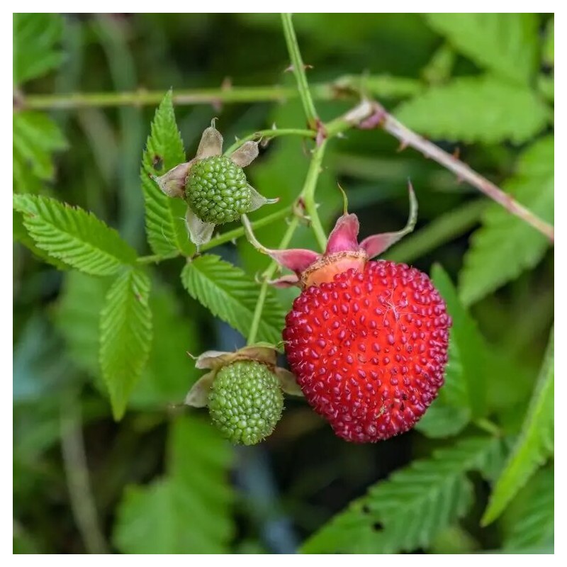 Zemeņavene /rubus illecebrosus/ - C1,5 kont.