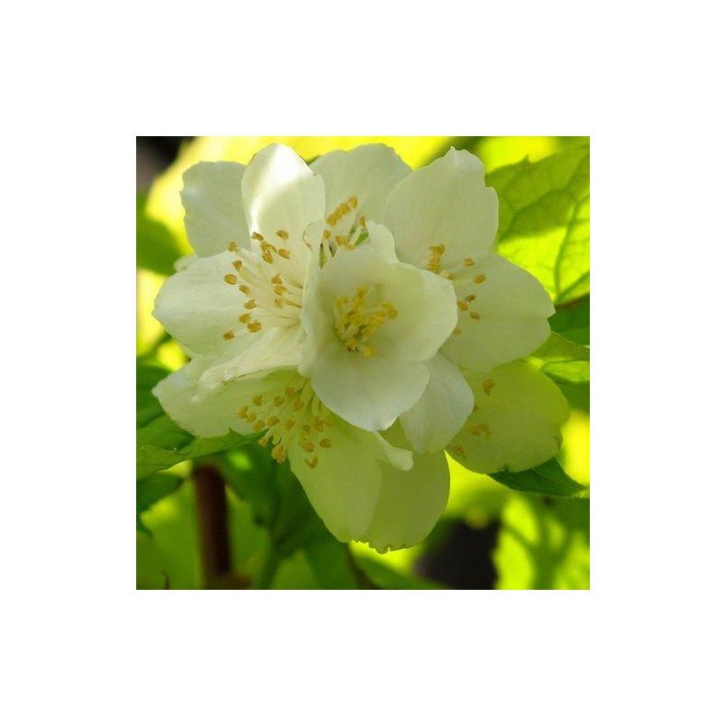 Filadelfs - jasmīns ,,Aureus,, /philadelphus coronarius/ - C2, C3 kont.