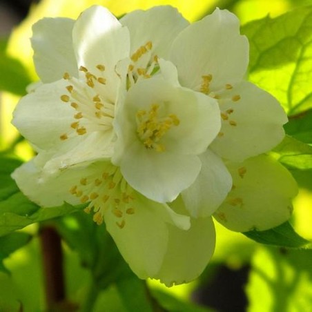 Filadelfs - jasmīns ,,Aureus,, /philadelphus coronarius/ - C2, C3 kont.