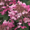 Skarainā hortenzija ,,Panflora,, /hydrangea paniculata/ - C3 kont.