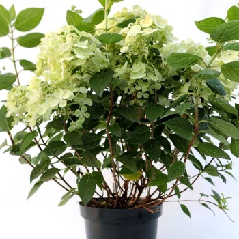 Skarainā hortenzija ,,Panflora,, /hydrangea paniculata/ - C3 kont.