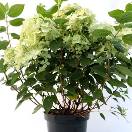 Skarainā hortenzija ,,Panflora,, /hydrangea paniculata/ - C3 kont.