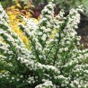 Niponas spireja “June Bride” /Spiraea nipponica/ - C3 kont.