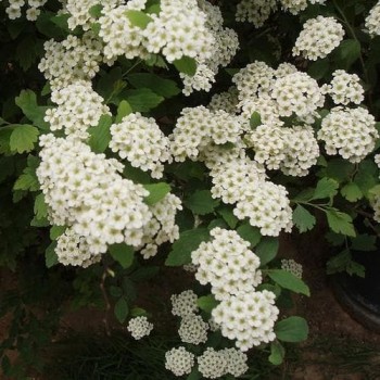 Spireja, niponas “June Bride” /Spiraea nipponica/ - C3 kont.