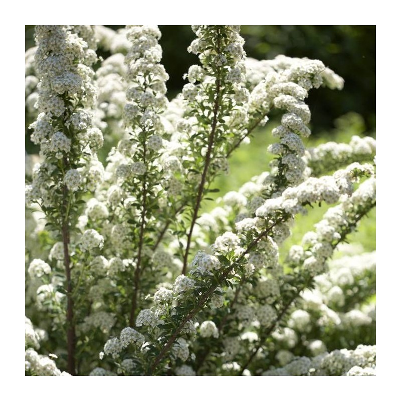 Niponas spireja “June Bride” /Spiraea nipponica/ - C3 kont.