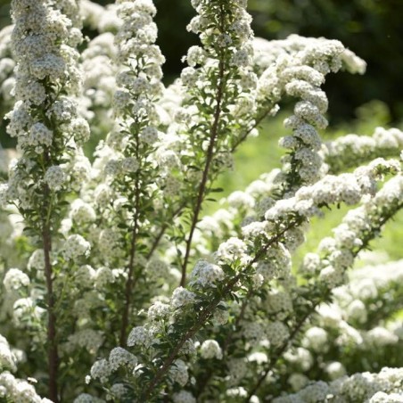 Spireja, niponas “June Bride” /Spiraea nipponica/ - C3 kont.