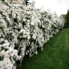 Niponas spireja “June Bride” /Spiraea nipponica/ - C3 kont.