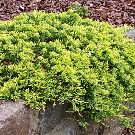 Kadiķis, klājeniskais ,,Golden Carpet,,/Juniperus horizontalis/ - C2 kont.