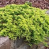 Klajeniskais kadiķis ,,Golden Carpet,,/Juniperus horizontalis/ - C2 kont.