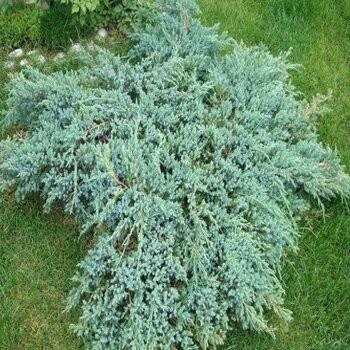 Zvīņainais kadiķis ,,Blue Carpet,, /Juniperus squamata/ - C2 kont.