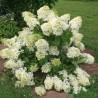 Skarainā hortenzija ,,Dentelle De Gorron,, /Hydrangea paniculata/  - C3 kont.