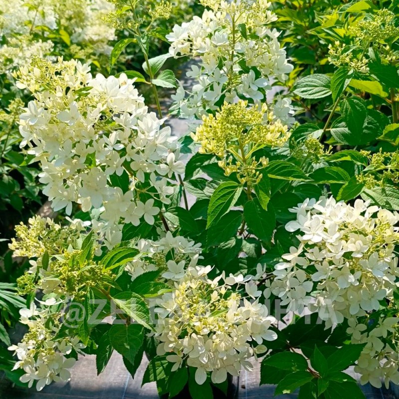 Skarainā hortenzija ,,Dentelle De Gorron,, /Hydrangea paniculata/  - C3 kont.