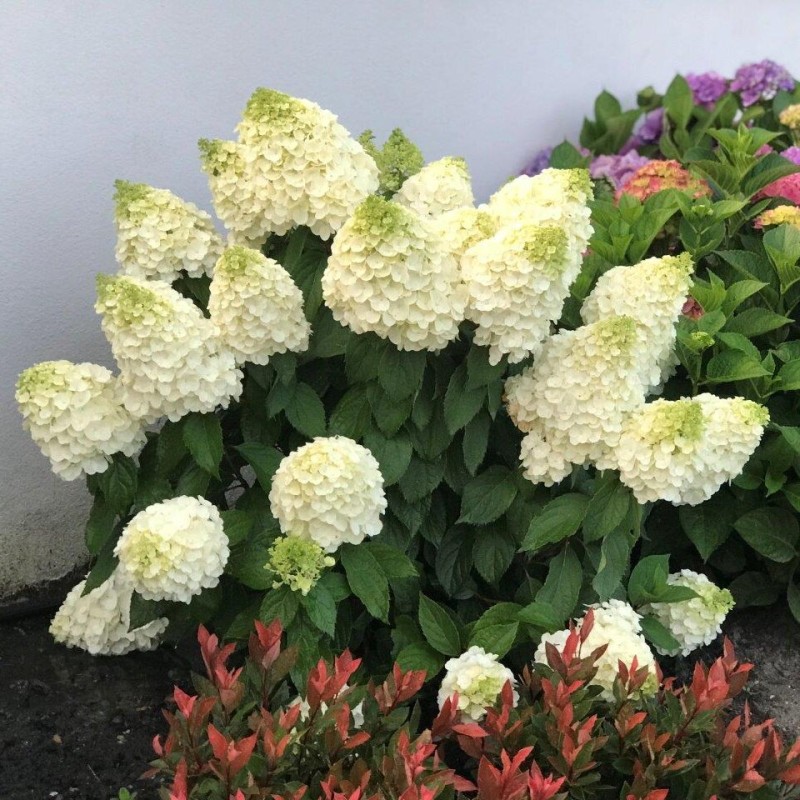 Skarainā hortenzija ,,Magical Mont Blanc,, /Hydrangea paniculata/ - C4 kont.