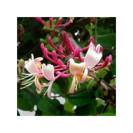 Parastais vīteņsausserdis /lonicera caprofifolium/ - 130-160cm