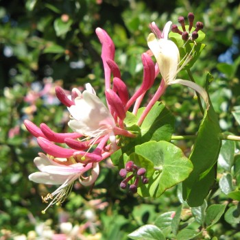 Parastais vīteņsausserdis /lonicera caprofifolium/ - 130-160cm