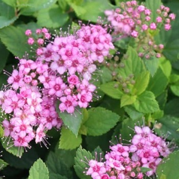 Spireja, Japānas ,,Little Princess,, /Spiraea japonica/- C3 kont.