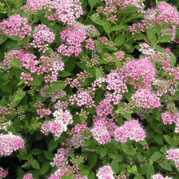 Spireja, Japānas ,,Little Princess,, /Spiraea japonica/- C3 kont.