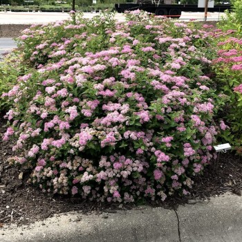 Spireja, Japānas ,,Little Princess,, /Spiraea japonica/- C3 kont.