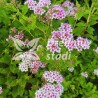 Japānas spireja ,,Little Princess,, /Spiraea japonica/- C3 kont.