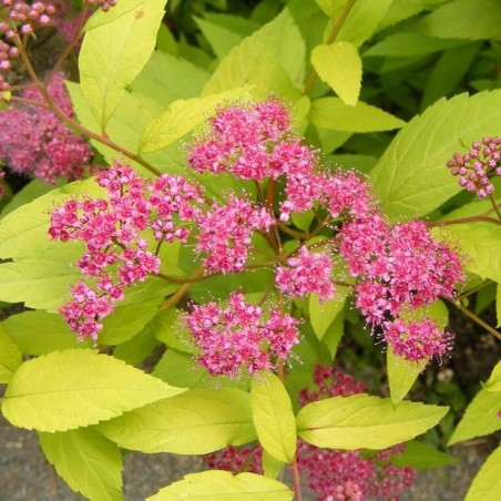 Spireja, Japānas 'Golden Princess'/Spiraea japonica/ - C3 kont.