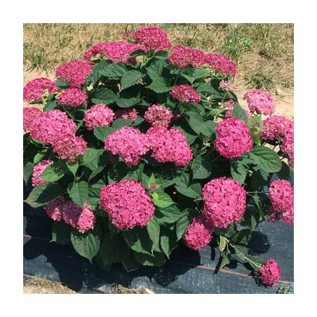 Hortenzija, kokveida ,,Ruby Ananabelle,, /Hydrangea arborescens/ - C5 kont.