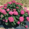 Hortenzija, kokveida ,,Ruby Ananabelle,, /Hydrangea arborescens/ - C5 kont.