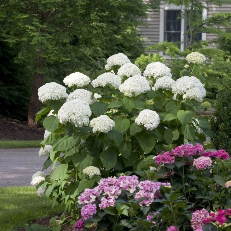 Kokveida hortenzija ,,Strong Annabelle,, /Hydrangea arborescens/ - C3 kont.