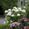 Hortenzija, kokveida ,,Strong Annabelle,, /Hydrangea arborescens/ - C3 kont.