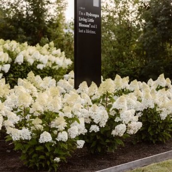 Hortenzija, skarainā ,,Living Little Blossom,, /Hydrangea paniculata/ - C3 kont.