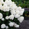 Hortenzija, skarainā ,,Living Little Blossom,, /Hydrangea paniculata/ - C3 kont.