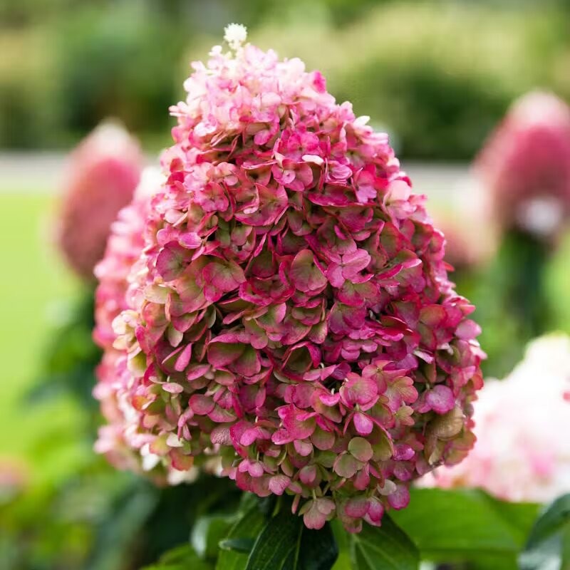 Skarainā hortenzija ,,Living Pinky Promise,, /Hydrangea paniculata/ - C4 kont.