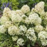 Hortenzija, skarainā ,,Petite Star,, /Hydrangea paniculata/ - C3 kont.