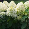 Hortenzija, skarainā ,,Magical Matterhorn,, /hydrangea paniculata/ - C5 kont.