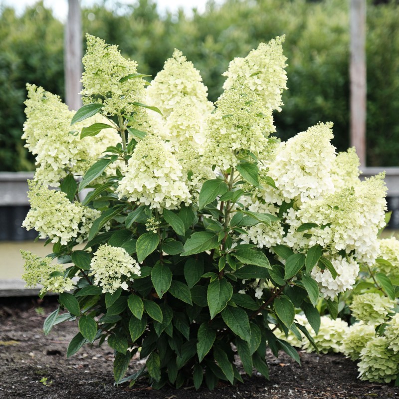 Skarainā hortenzija ,,Magical Matterhorn,, /hydrangea paniculata/ - C5 kont.