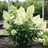 Hortenzija, skarainā ,,Magical Matterhorn,, /hydrangea paniculata/ - C5 kont.