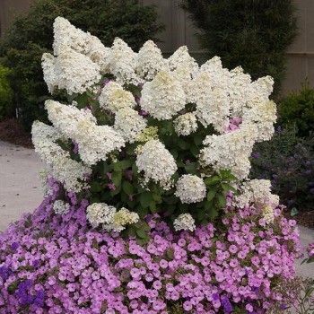 Skarainā hortenzija ,,Bobo,, /Hydrangea paniculata/ - C3 kont.