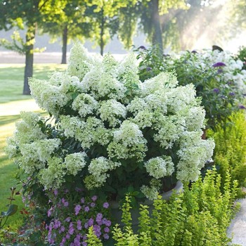 Skarainā hortenzija ,,Bobo,, /Hydrangea paniculata/ - C3 kont.