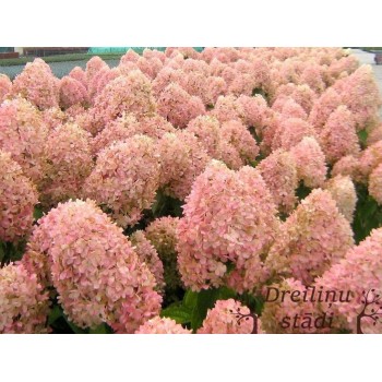 Skarainā hortenzija ,,Magical Candle,, /hydrangea paniculata/ - C5 kont.