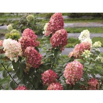 Skarainā hortenzija ,,Magical Candle,, /hydrangea paniculata/ - C5 kont.