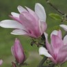 % Magnolija 'George Henry Kern' /Magnolia/ - C4 kont.