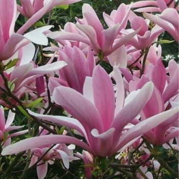 % Magnolija 'George Henry...