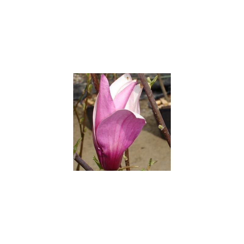 Lillijziedu magnolija 'Purpurea' /Magnolia liliflora/ - C4 kont.