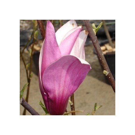 Lillijziedu magnolija 'Purpurea' /Magnolia liliflora/ - C4 kont.