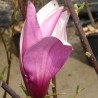 Lillijziedu magnolija 'Purpurea' /Magnolia liliflora/ - C4 kont.