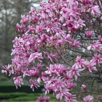 Lillijziedu magnolija ,,Ricki,, /magnolia liliflora/ - C4 kont.