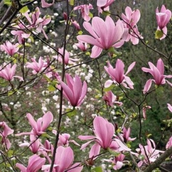 Lillijziedu magnolija ,,Ricki,, /magnolia liliflora/ - C4 kont.